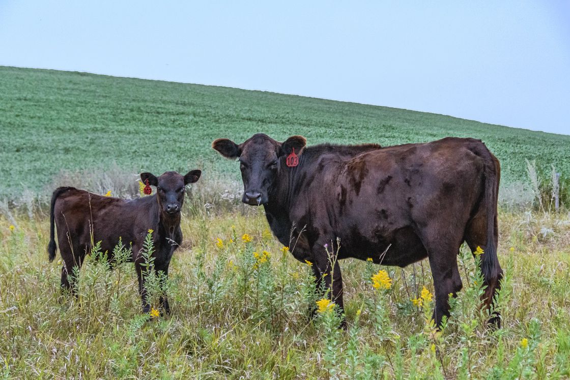 Farm and Ranch Properties for Sale